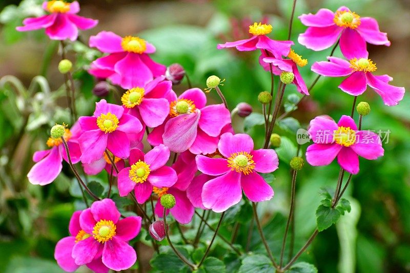 银莲花/日本银莲花